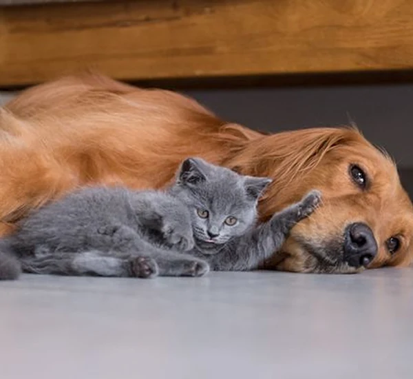 Birlikte dinlenen golden retriever ve yavru kedi